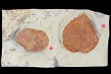 Two Fossil Leaves ( Zizyphoides And Davidia) - Montana #120830-1
